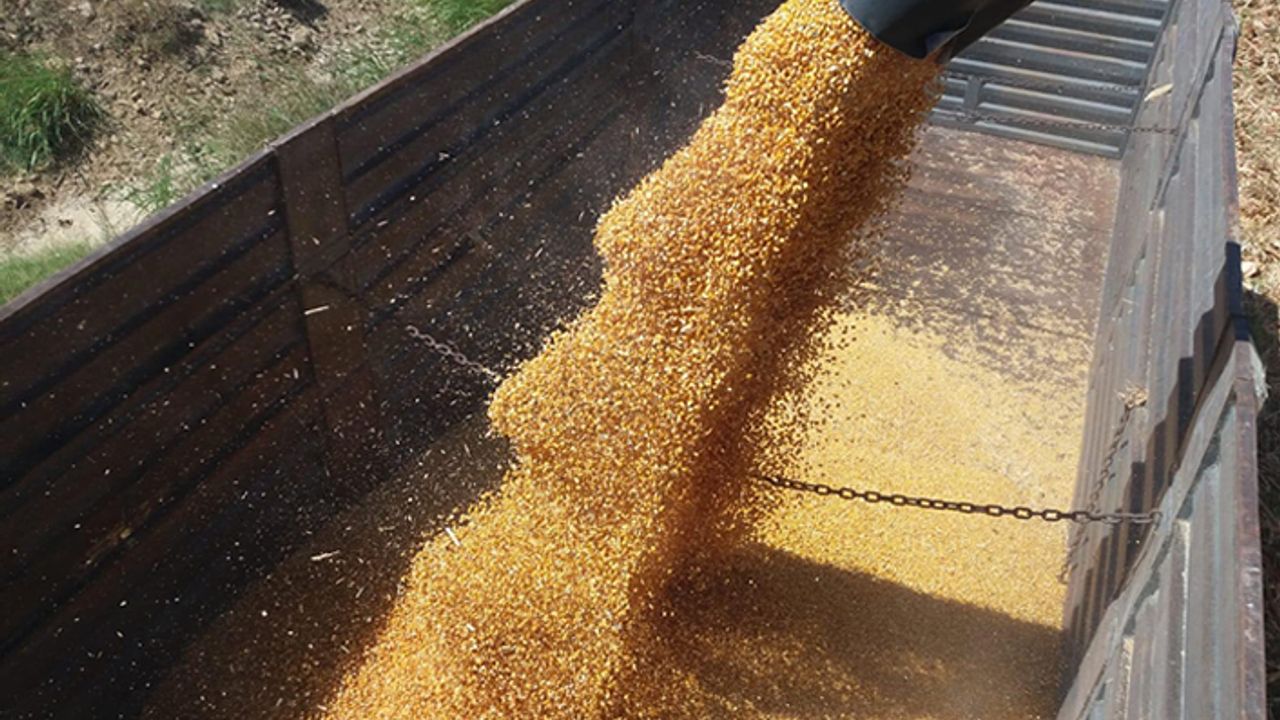 Kahramanmaraş'ta mısır hasadı piyasaları canlandırdı