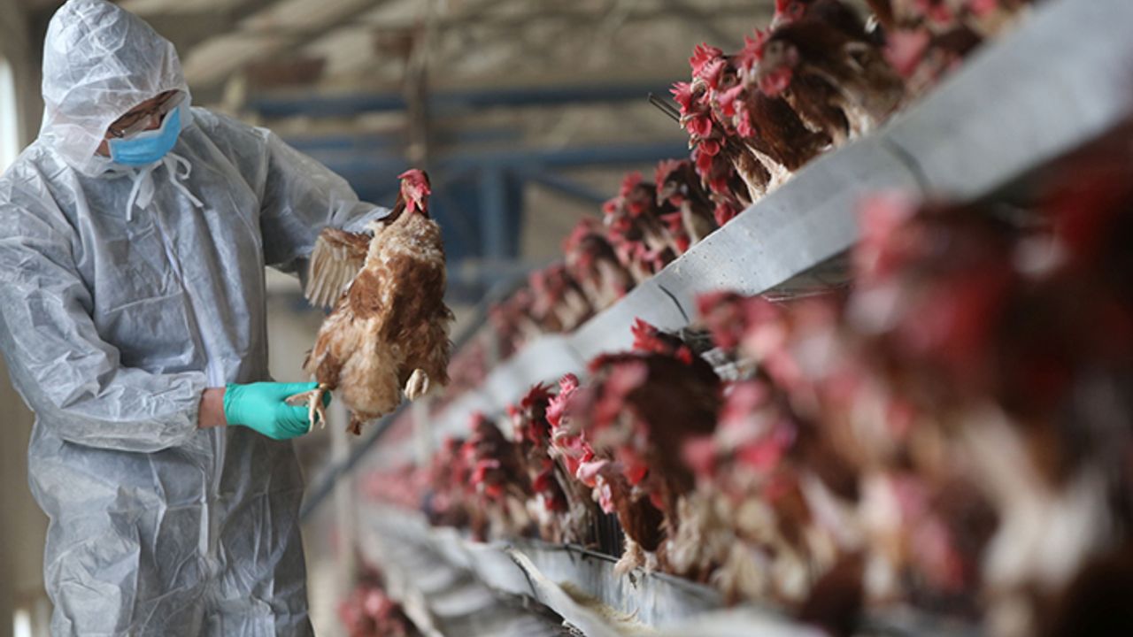 Dünya koronavirüsle pençeleşirken Türkiye'de 'kuş gribi' yeniden hortladı