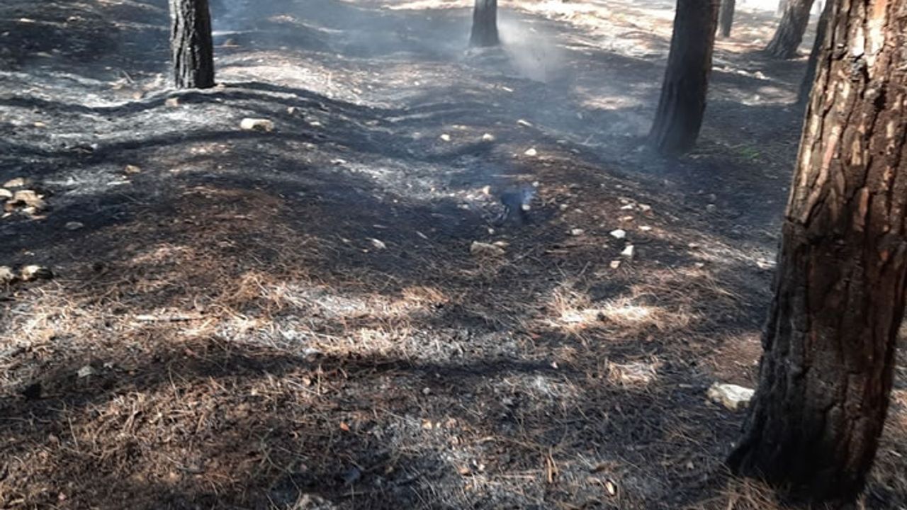 Kahramanmaraş'ta sigara izmariti orman yangınına yol açtı