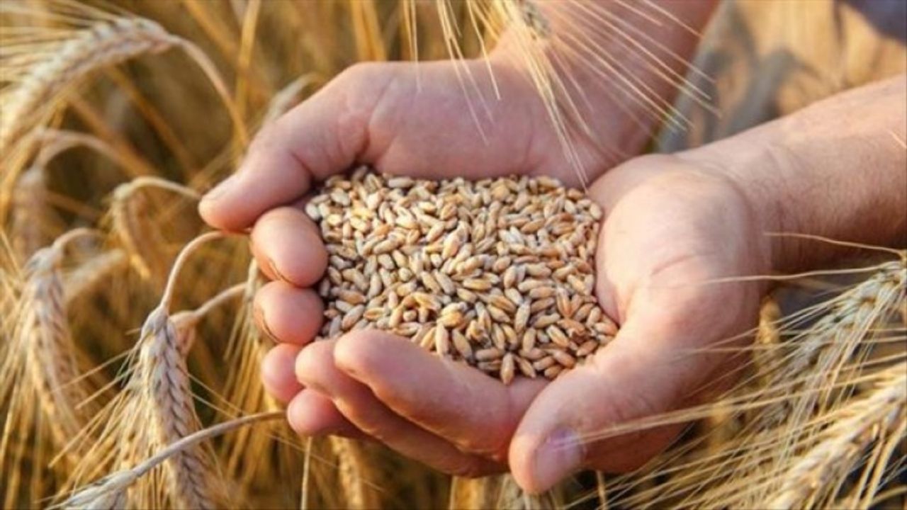 Buğday ithalatında gümrük vergisi sıfırlandı
