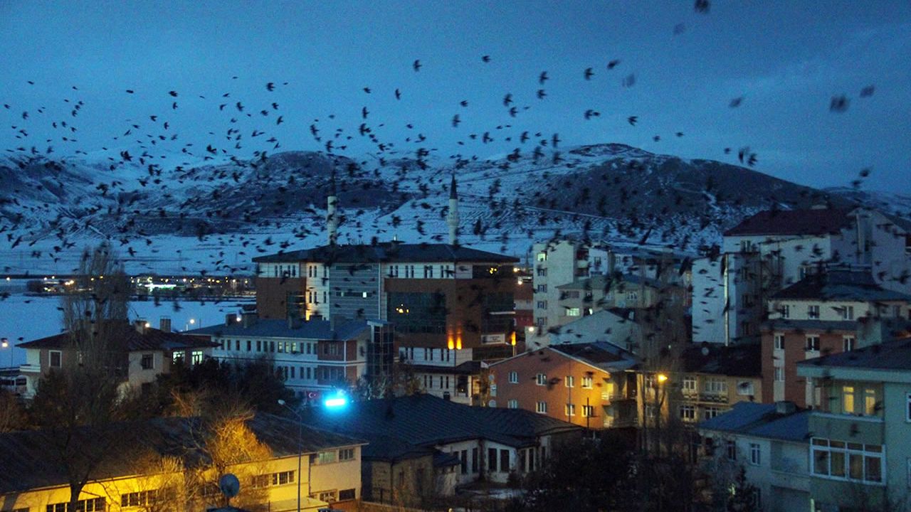 Ardahan’ın şehir merkezinde yaşanan karga istilası!