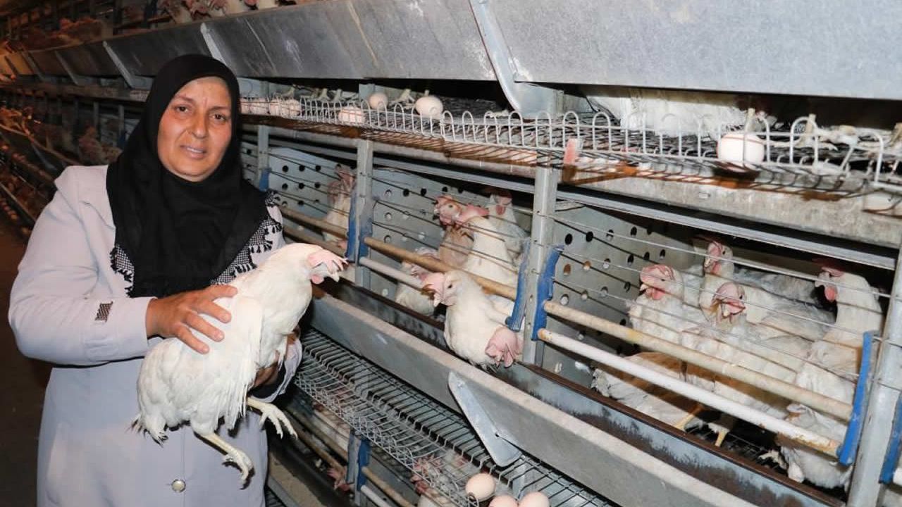 Kahramanmaraş’ta tavukları telef olan girişimci kadına yeni tavukları ulaştırıldı