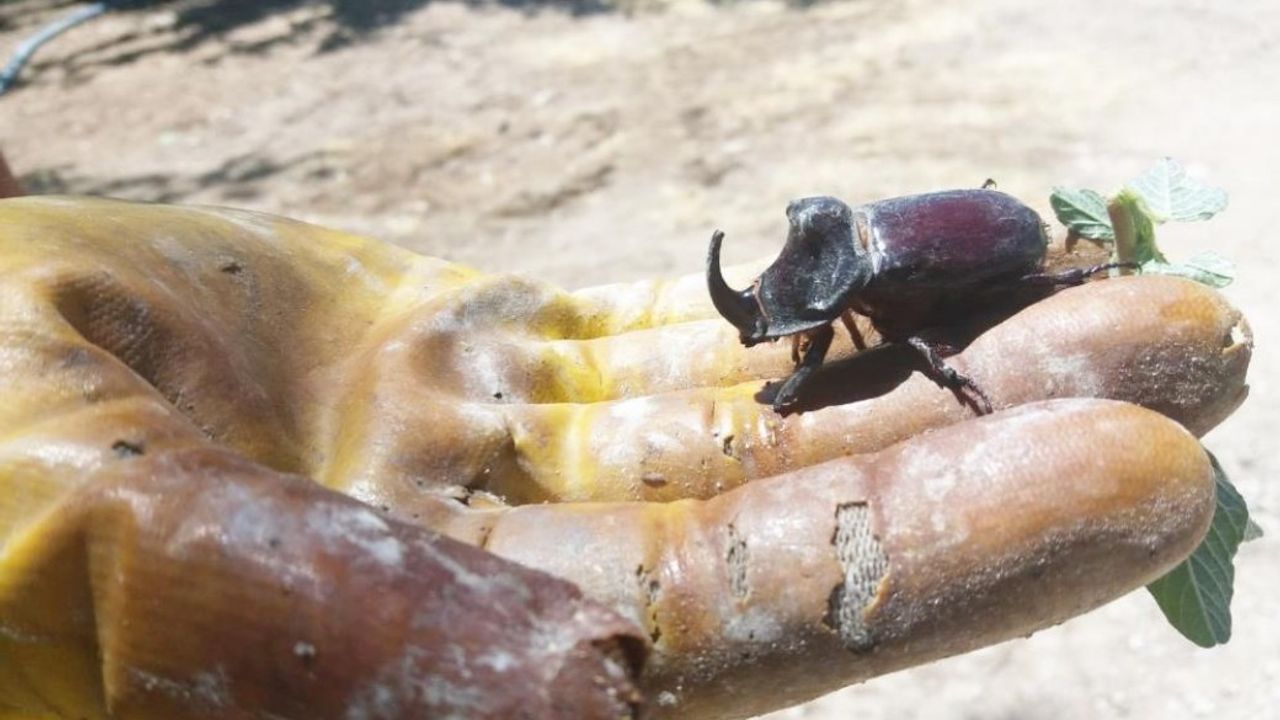 Nadir bulunan 'Gergedan Böceği' Kahramanmaraş'ta da bulundu
