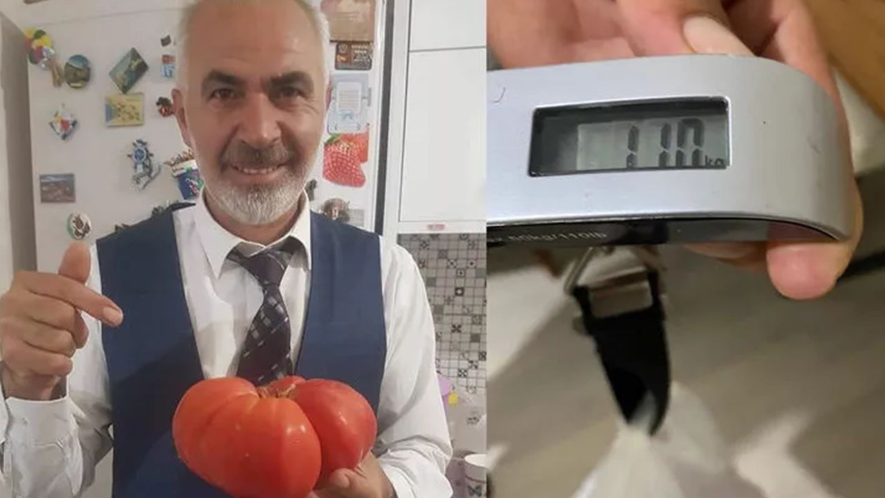 Bursa'da dev domates görenleri şaşırtıyor! Ağırlığı 1 kilo 100 gram