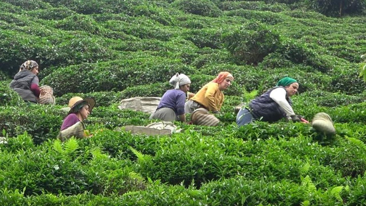 Yabancı uyruklu çay işçileri gelmeyince 100 Milyon dolar Türkiye’de kaldı