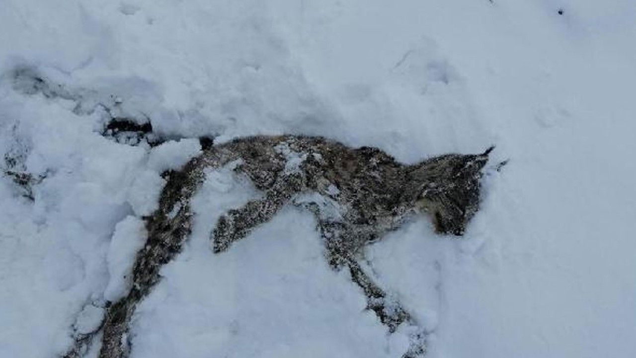 Adana'da, vaşak kar üzerinde ölü bulundu