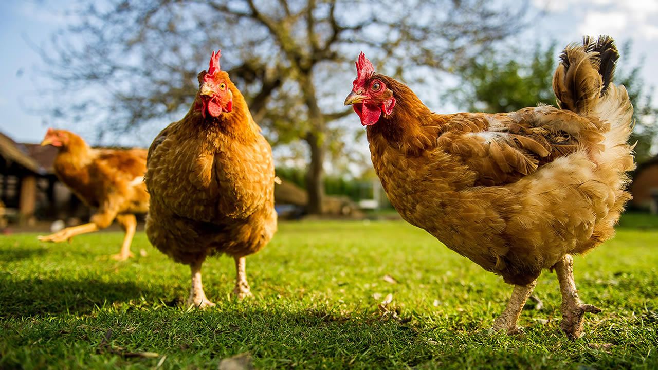 İngiltere'de gezen tavuk yumurtası satılamayacak