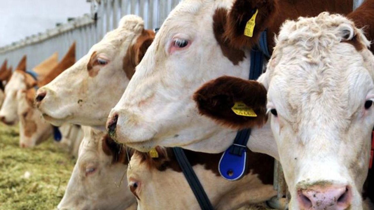 Yem maliyetini karşılayamayan üreticiler ineklerini kesime gönderiyor