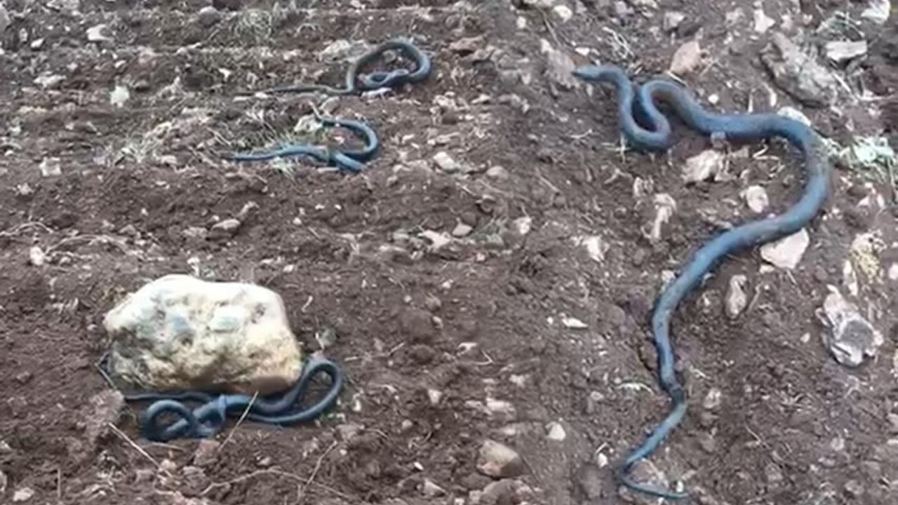 Kahramanmaraş'ta kayaların altından 2 metrelik yılanlar çıktı