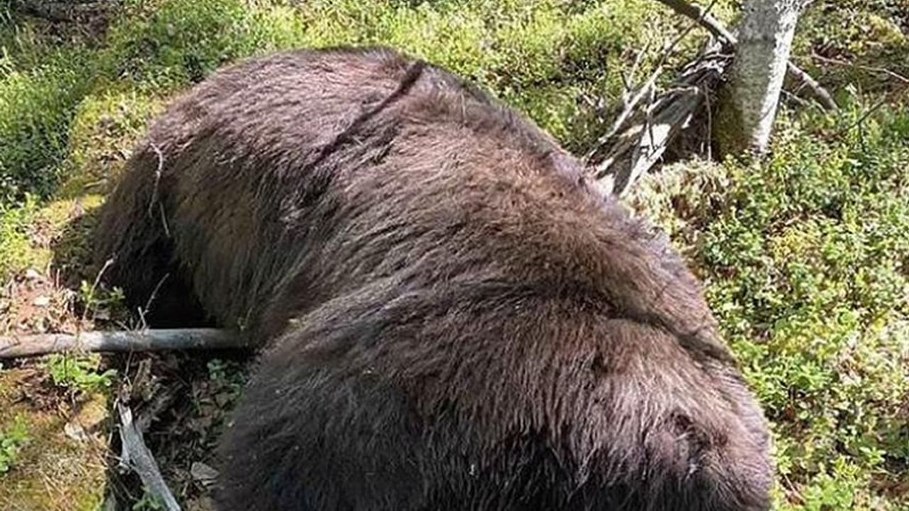 Vurduğu ayının yanına giden 62 yaşındaki avcı hayatının hatasını yaptı