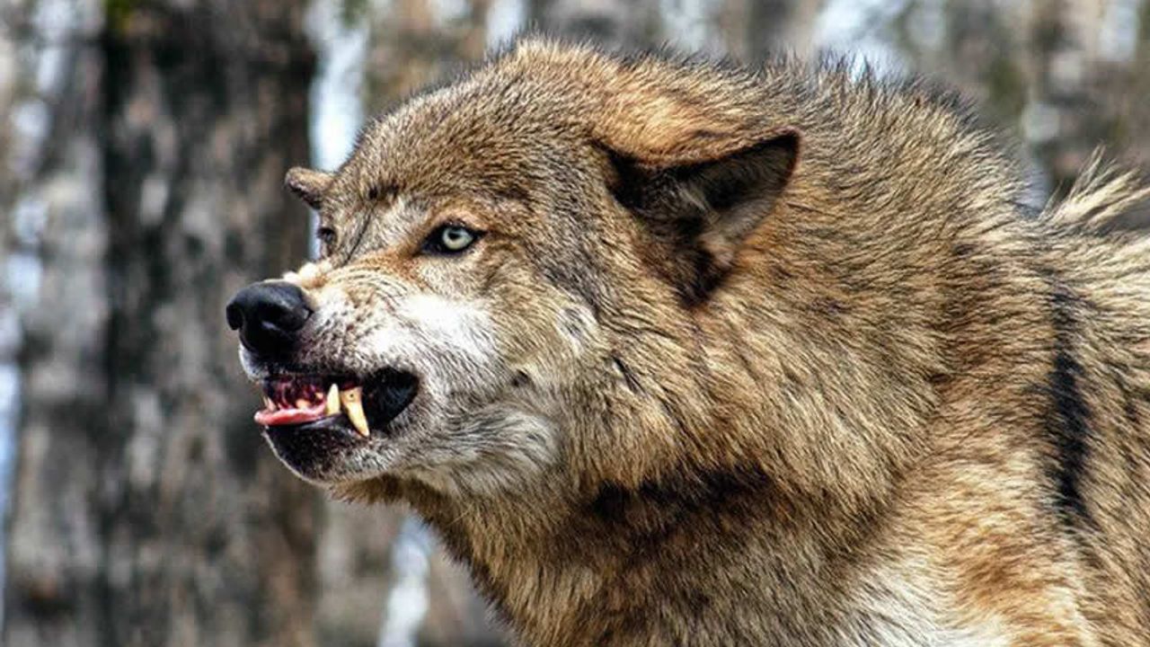 Ormanda baskın yapan kurt, yakaladığı çocuğu boğazından parçalayarak öldürdü