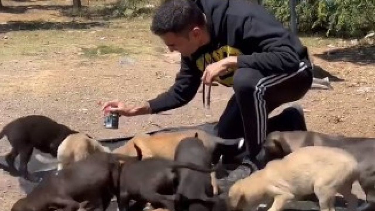 CZN Burak, sokak köpeklerini besledi