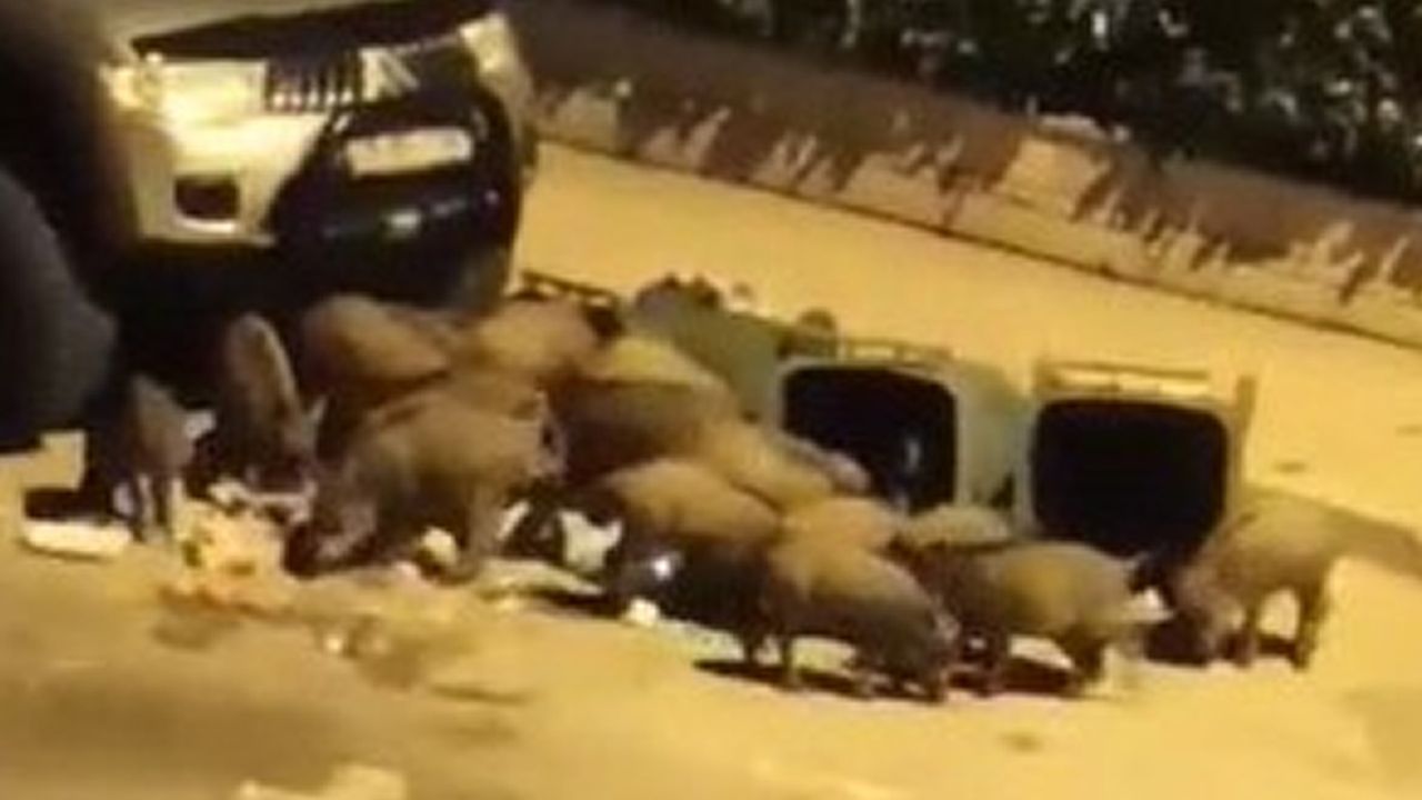 Aç kalan domuzlar şehir merkezindeki çöpleri talan etti