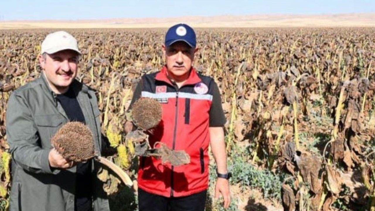 Tarım Bakanı çiftçiyi göremiyor! Ayçiçeği üreticisi ortada kaldı