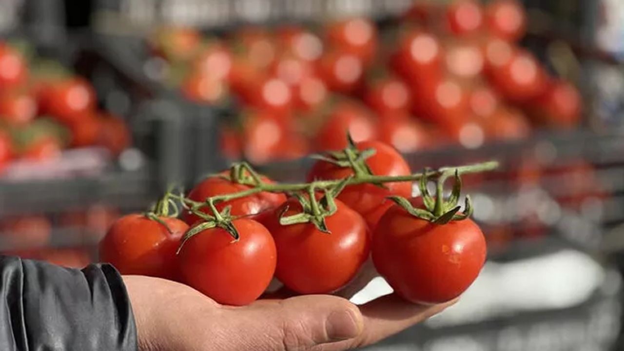 Kış öncesi 'domates' korkusu! "Dünyada yok, fiyatı 50 lira olacak"