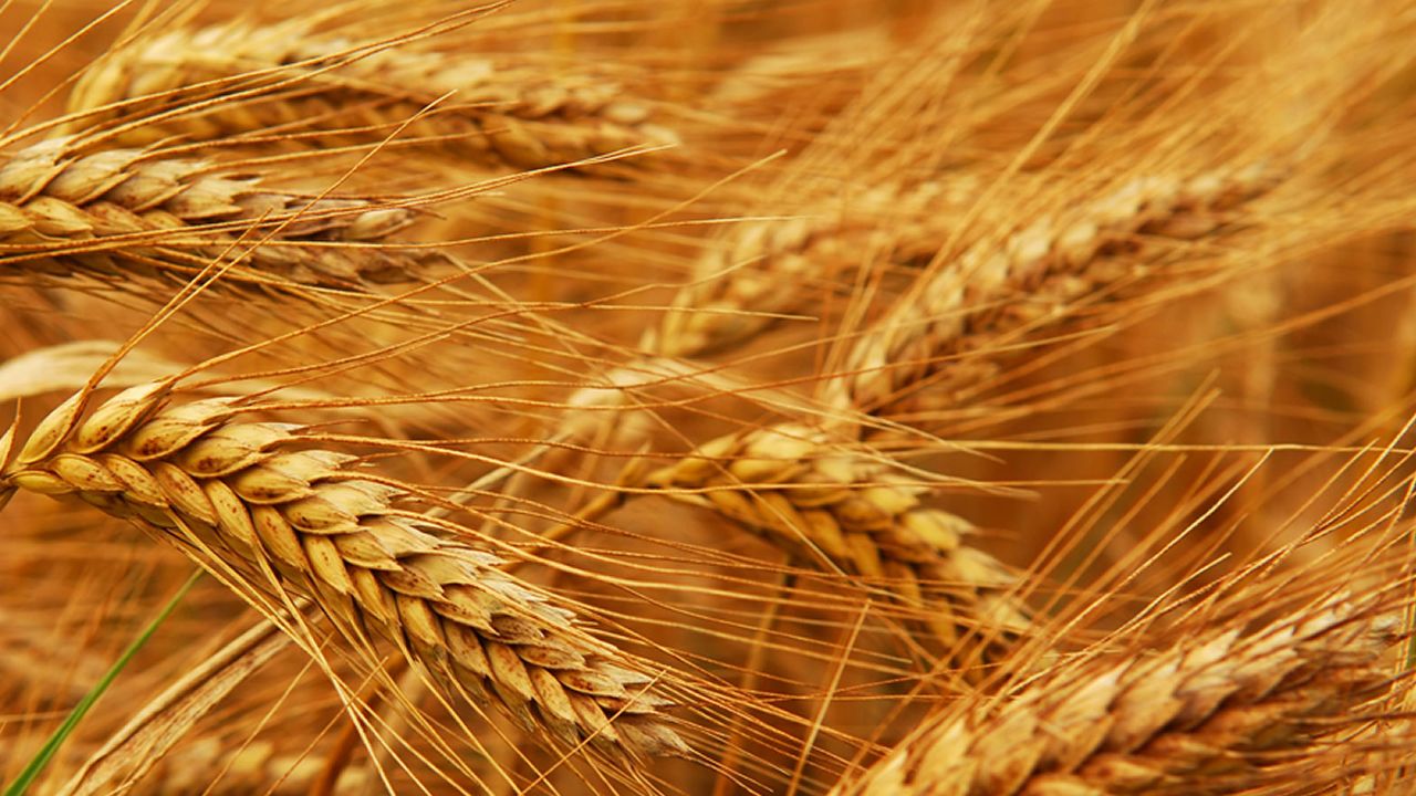 Tarım Bakanlığı buğday ve arpada çiftçiyi kayıtdışına itiyor!