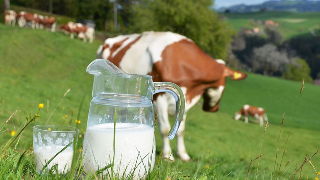 'Damızlıklar kesime gidiyor' uyarısı: Süt krizi kapıya dayandı