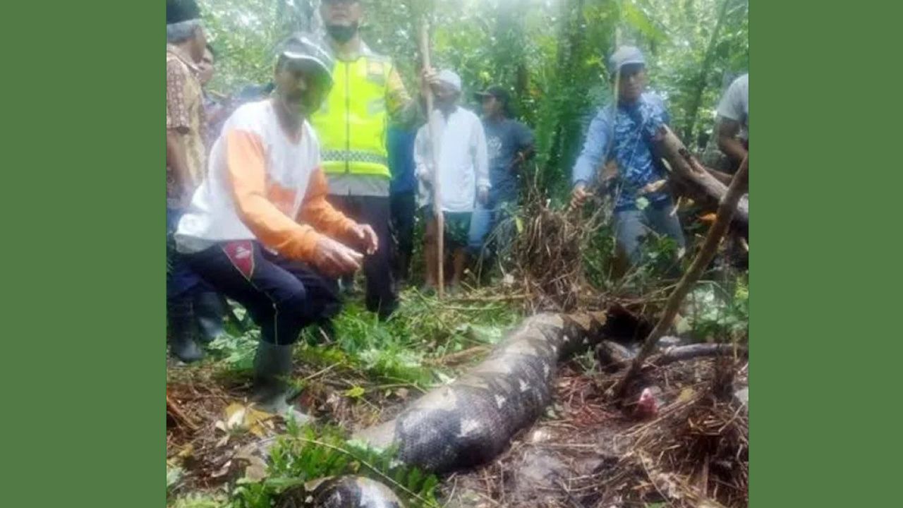 Endonezya'daki ormanda korkunç olay! Haber alınamayan kadın, pitonun midesinden çıktı