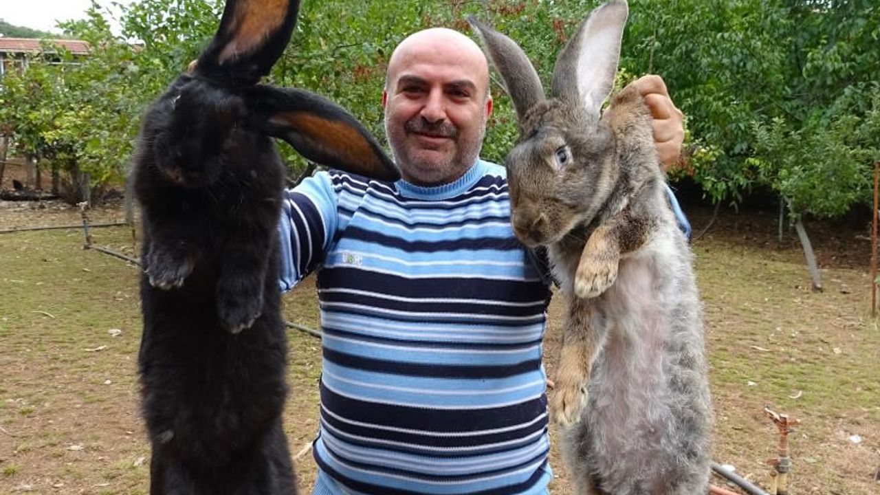 Tokat'ta yetişen dev tavşanlar görenleri şaşkına çeviriyor!
