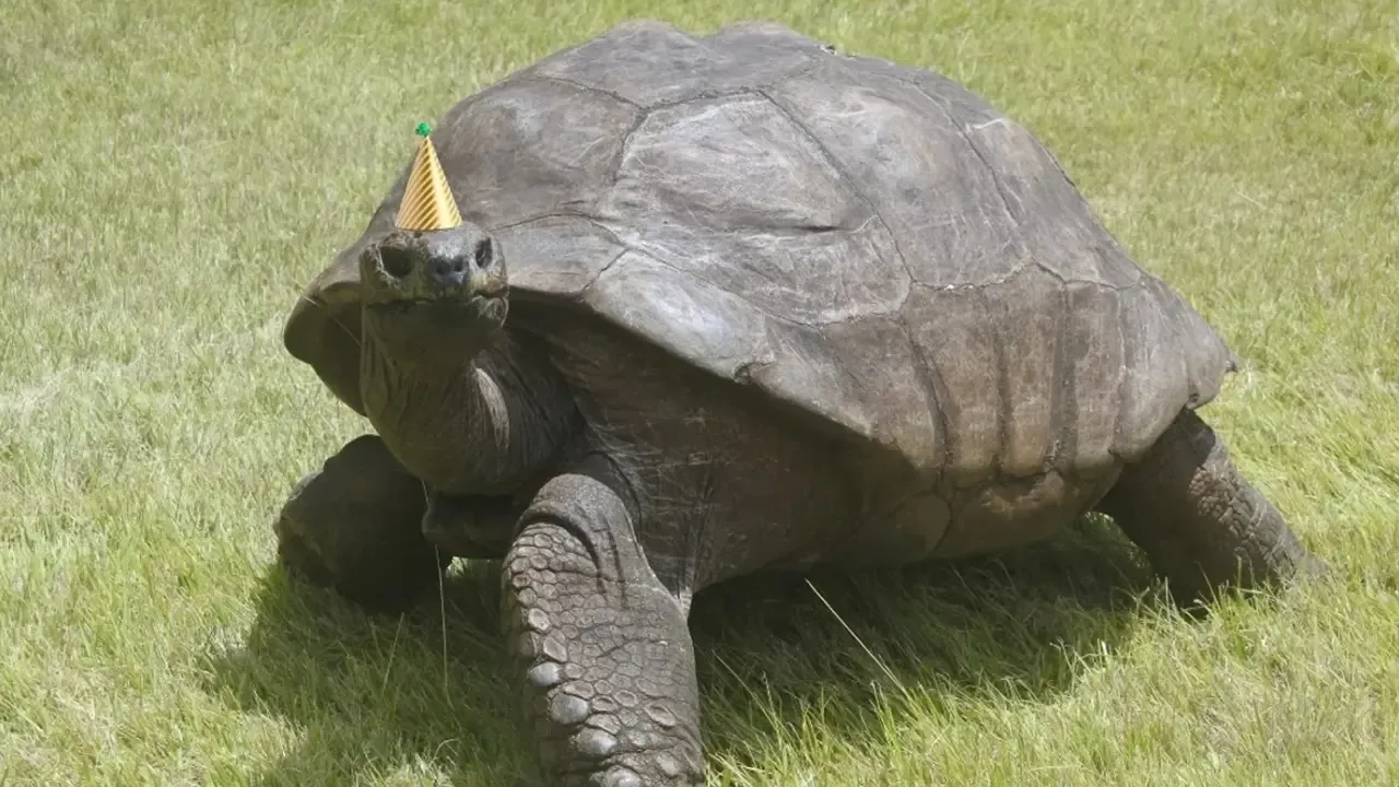 Duyanlar inanamıyor... Bu kaplumbağa tam 190 yaşında!