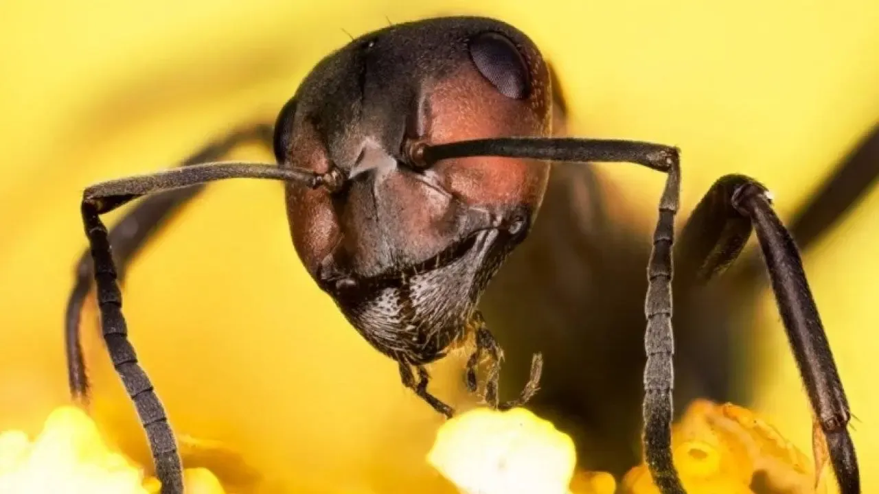 Karıncaların böyle bir yeteneği var! Hiç duydunuz mu?