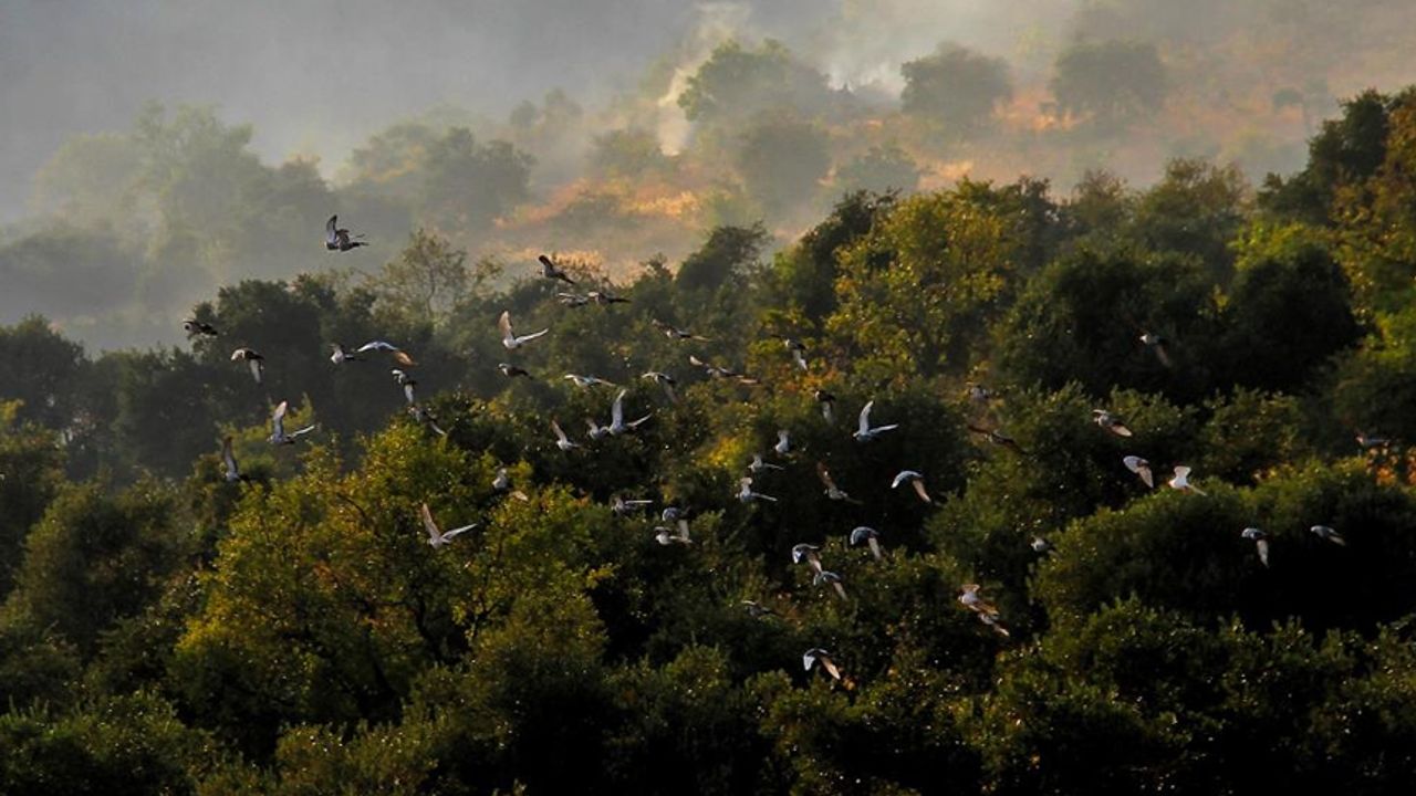 Kahramanmaraş'tak orman yangınları fotoğraf karelerinde