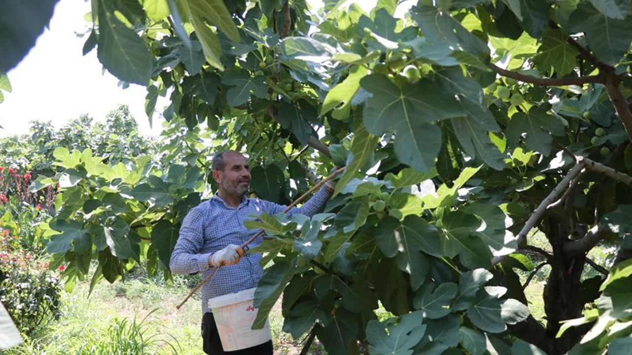 Kahramanmaraş'ta Tescilli Abbas incirinde hasat başladı