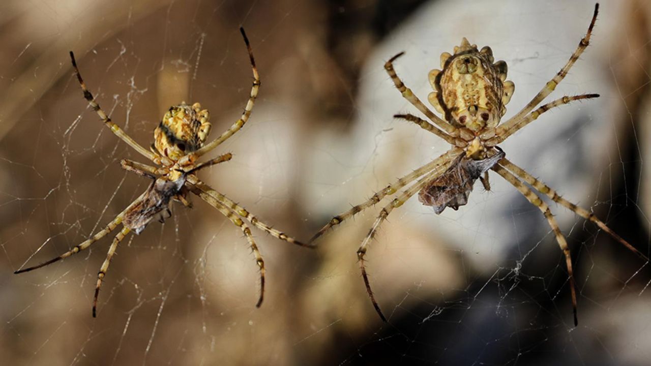 Nadir görülen örümcek Kahramanmaraş'ta görüntülendi