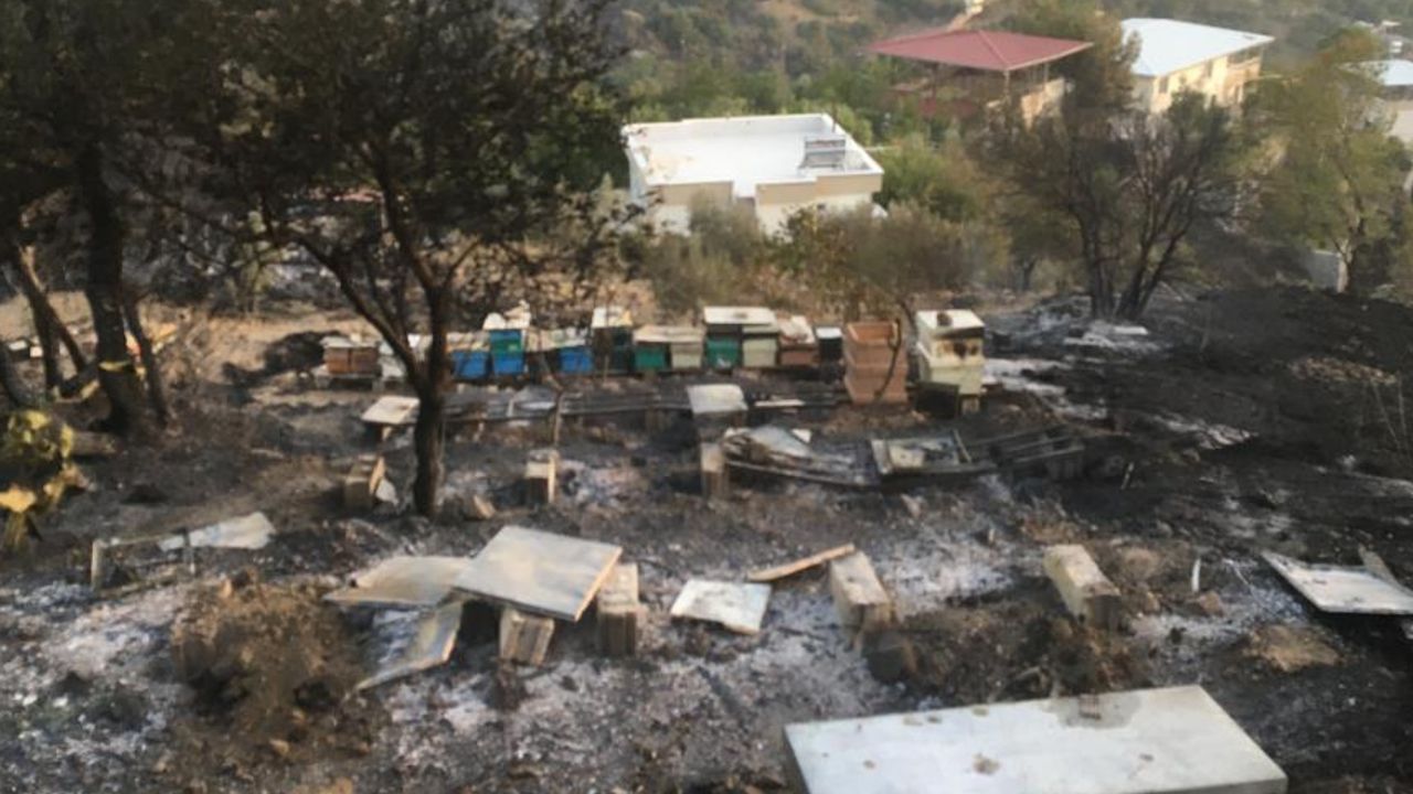 Kahramanmaraş'ta orman yangını, 10 yıllık emeği yaktı binlerce arısı telef oldu