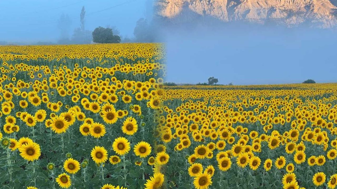 Kahramanmaraş'ta sarıya bürünen ayçiçeği tarlaları görsel şölen sundu