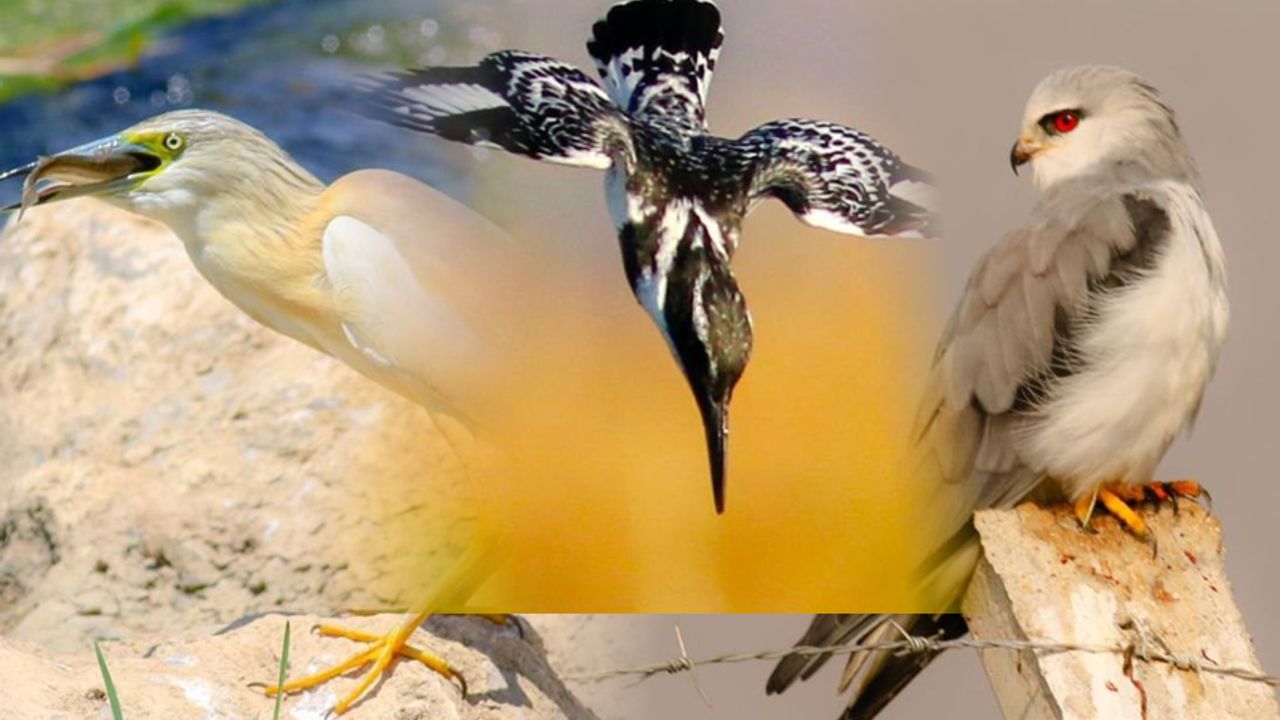 Kahramanmaraş'lı fotoğrafçı kuşların dünyasını keşfediyor