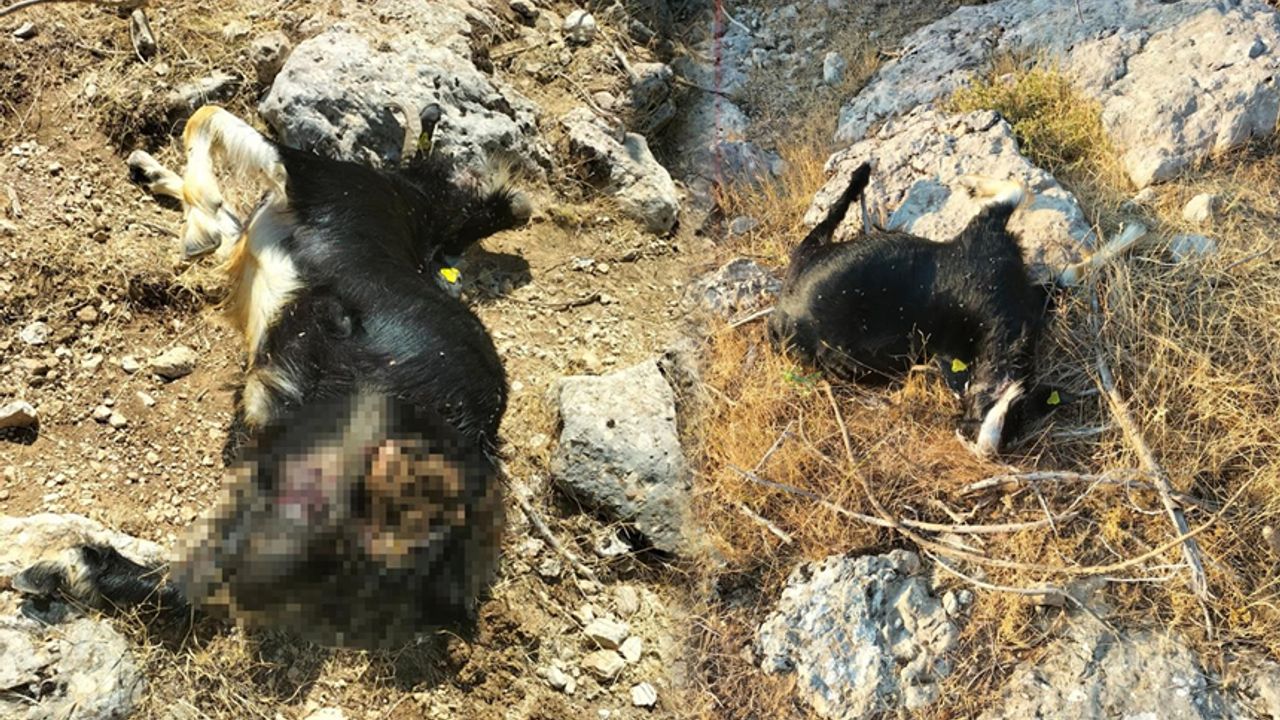 Kahramanmaraş'ta kurt sürüsü keçilere saldırdı, 16 hayvan telef oldu