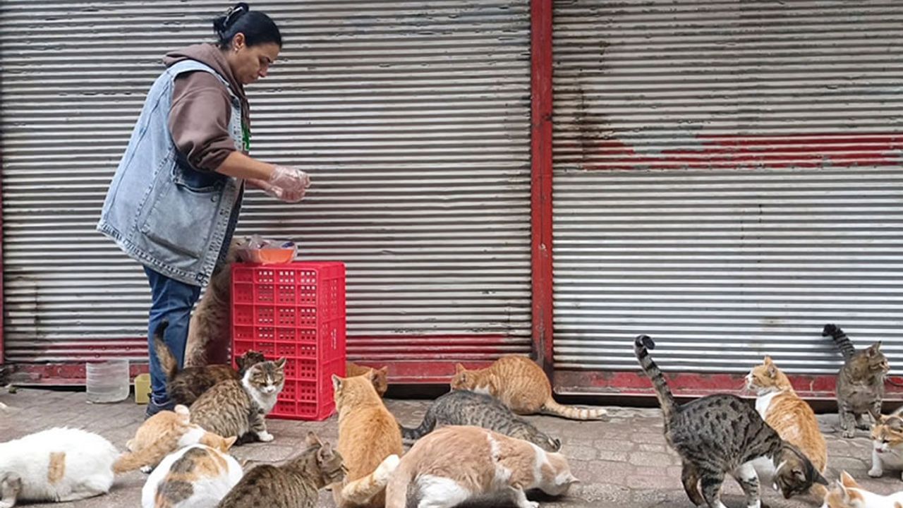 Enkaz kentin sokak hayvanları onu sesinden tanıyor