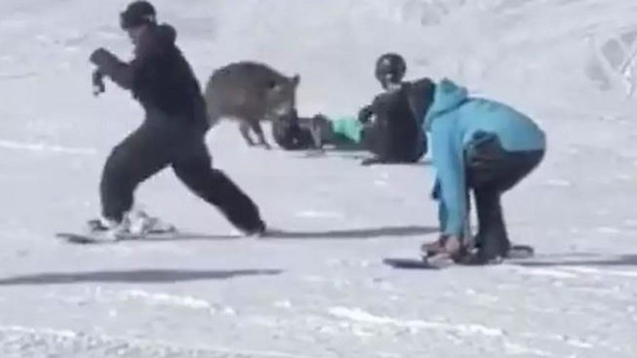 Domuzun kayakçılara saldırdığı anlar saniye saniye kaydedildi