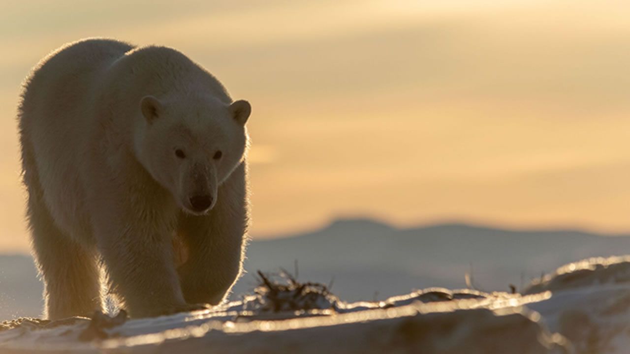 Dünyanın en uzak noktasına kadar yayılan virüs kutup ayılarını öldürdü
