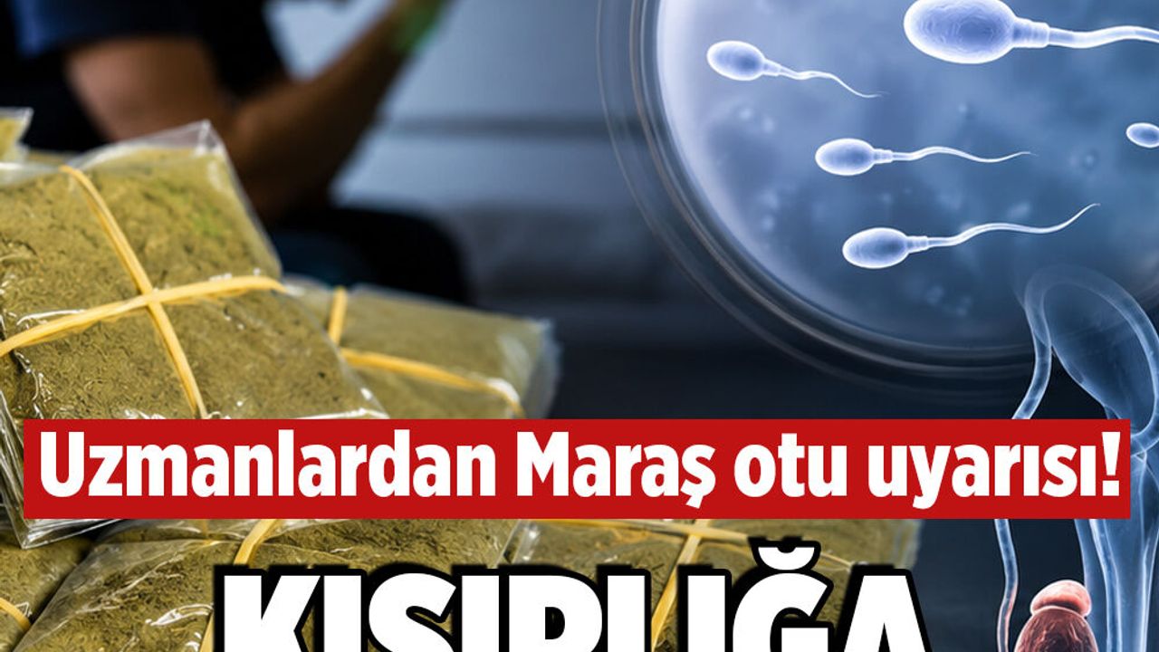 Uzmanlardan Maraş otu uyarısı! Kısırlığa sebep oluyor