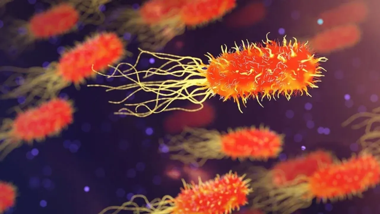 Listeria bakterisi nedir? Listeria belirtileri, bulaşma yolları ve korunma yöntemleri