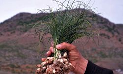Kilosu bin lira olan "Zuzubak" otunu daha önce duydunuz mu?