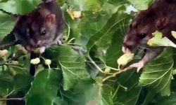 Bir dut ağacının tepesinde dut yerken görülen fare görenleri şaşırttı