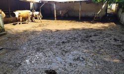 Sakarya'daki sel sonucu 7 hayvan telef oldu