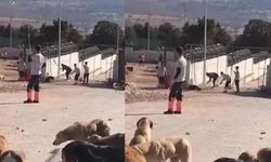 Konya'daki skandal görüntüler sonrası harekete geçildi: Köpeklerin sağlık durumu belirlenecek