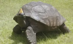 Duyanlar inanamıyor... Bu kaplumbağa tam 190 yaşında!