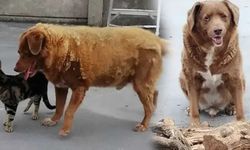 Dünyanın en yaşlı köpeği Guinnes Rekorlar Kitabı'na girdi