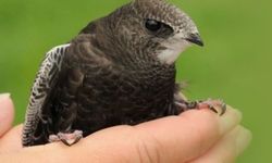 Dünyanın en nadir kuşlarından ebabil Edirne'de bulundu