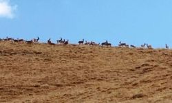 Hakkari'de dağ keçileri sürüsü görüldü