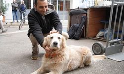 Köpeğin Doktora Havlaması: Sahibine 700 Bin TL'lik Tazminat Şoku
