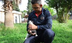 Kahramanmaraş'ta ağaçta mahsur kalan kediyi itfaiye ekipleri kurtardı