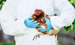 Kuş gribi (H5N1) virüsünün ilk kez bir insanı enfekte ettiği açıklandı