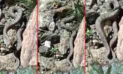 Erek Dağı’nda Türkiye’nin en zehirli yılanlarından redde engerek yılanı görüntülendi