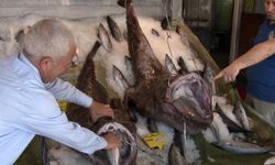 Türkiye Deniz Canlıları Müzesi’ne getirilen balıklar görenleri hayrete düşürdü